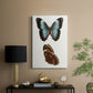 Antique Blue Butterflies IV - Canvas Art Print