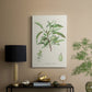 Antique Almond Botanical III - Canvas Art Print