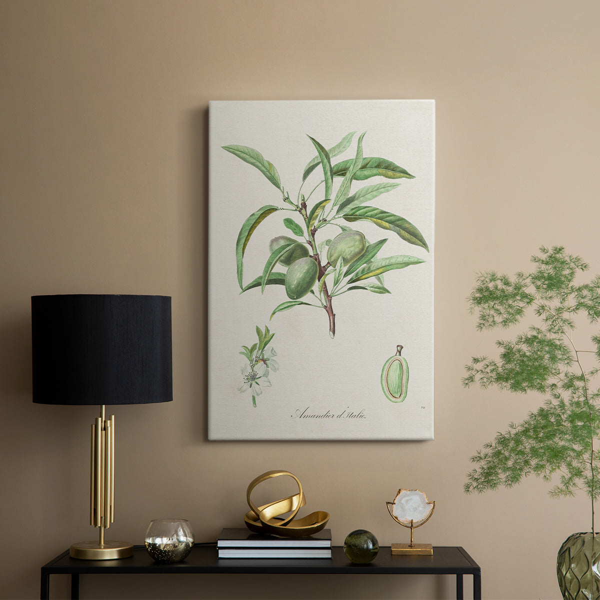 Antique Almond Botanical III - Canvas Art Print