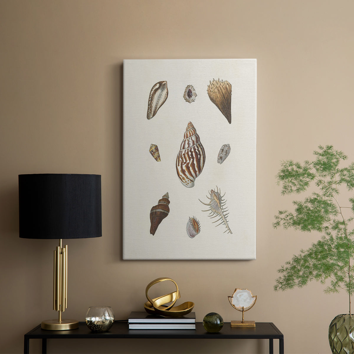Knorr Shells & Coral IX - Canvas Art Print