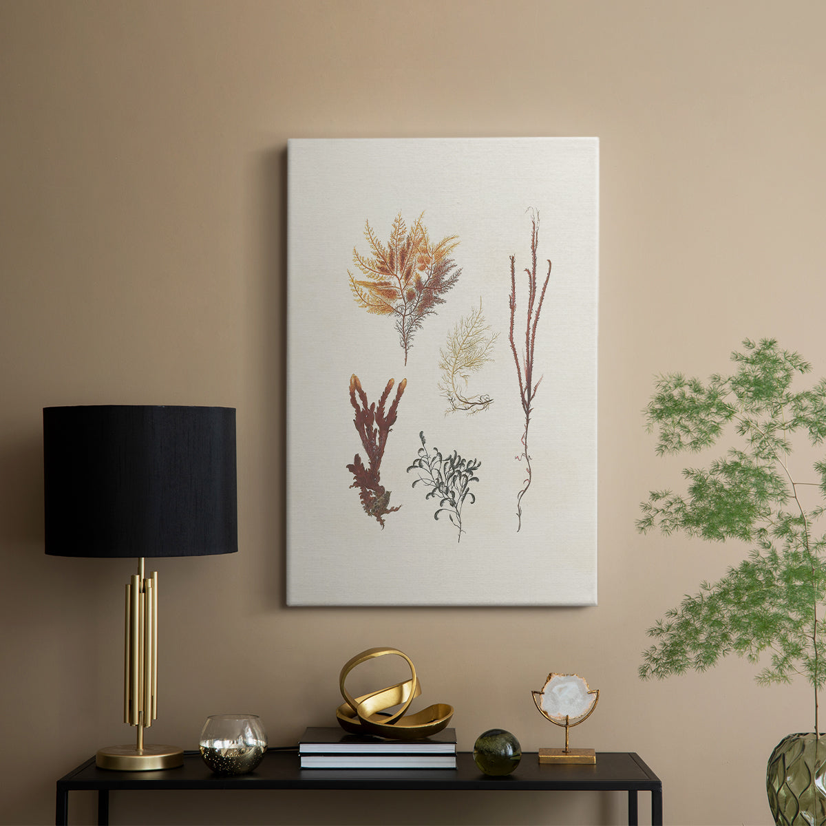 Knorr Shells & Coral VII - Canvas Art Print