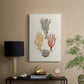 Knorr Shells & Coral IV - Canvas Art Print