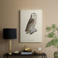French Owls V - Canvas Art Print
