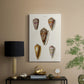 Cone Shell Collection VI - Canvas Art Print