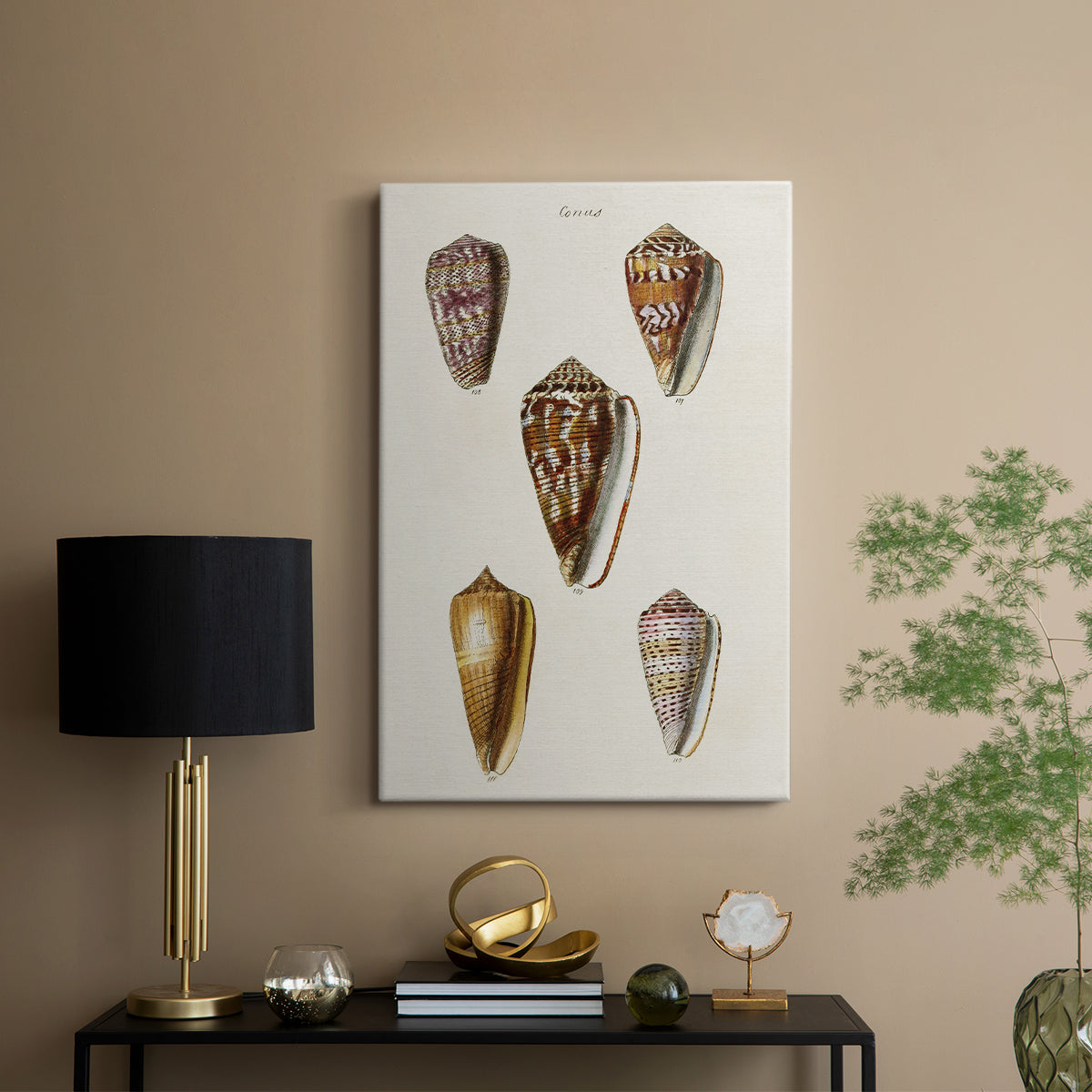 Cone Shell Collection VI - Canvas Art Print