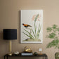 Southern Red Bishop and Gladiolus, c. 1822 - Canvas Art Print