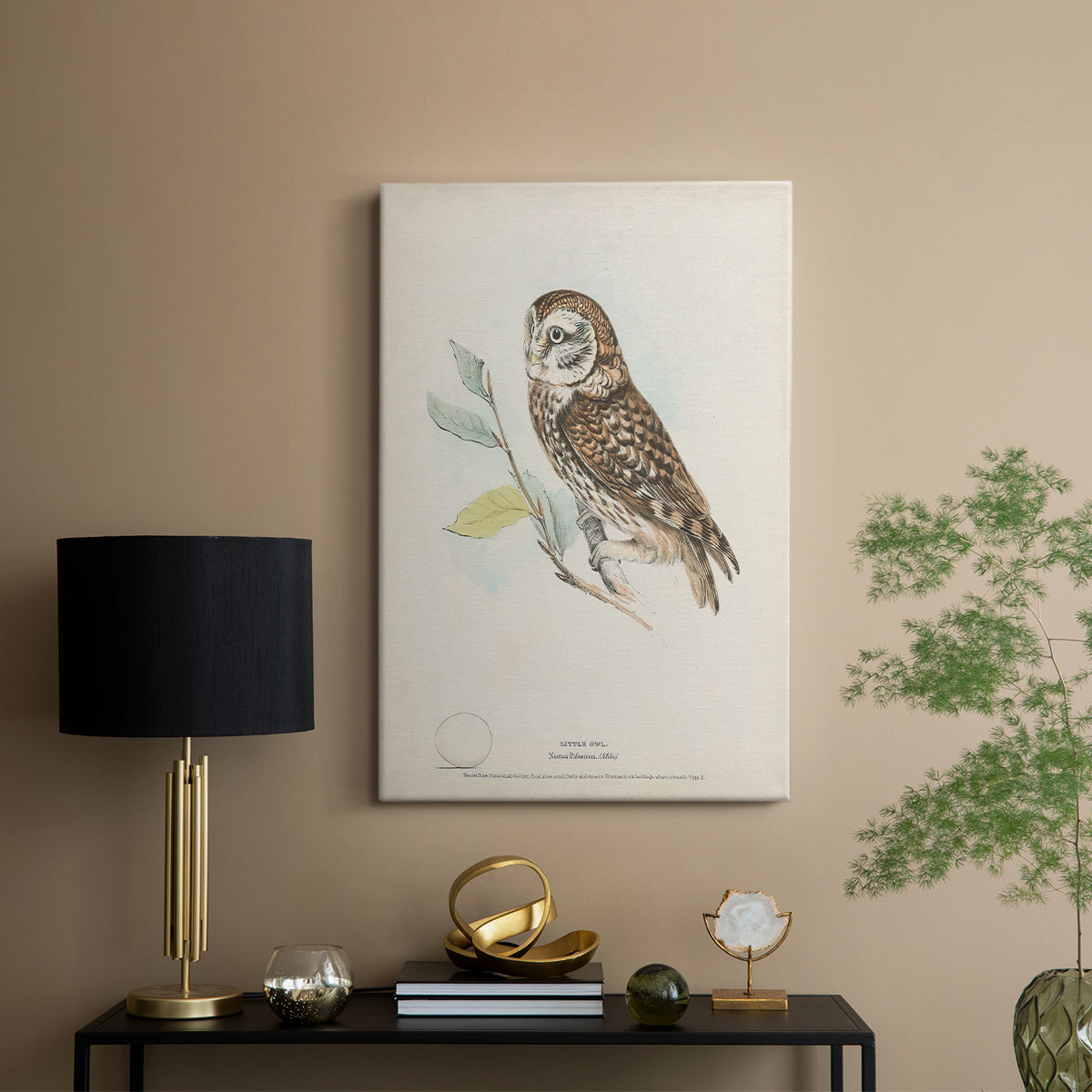Little Owl - Canvas Art Print
