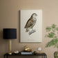 French Owls I - Canvas Art Print