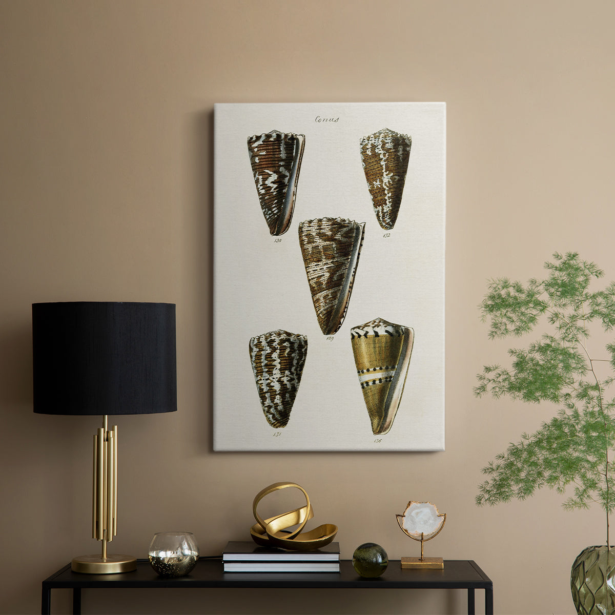 Cone Shell Collection V - Canvas Art Print