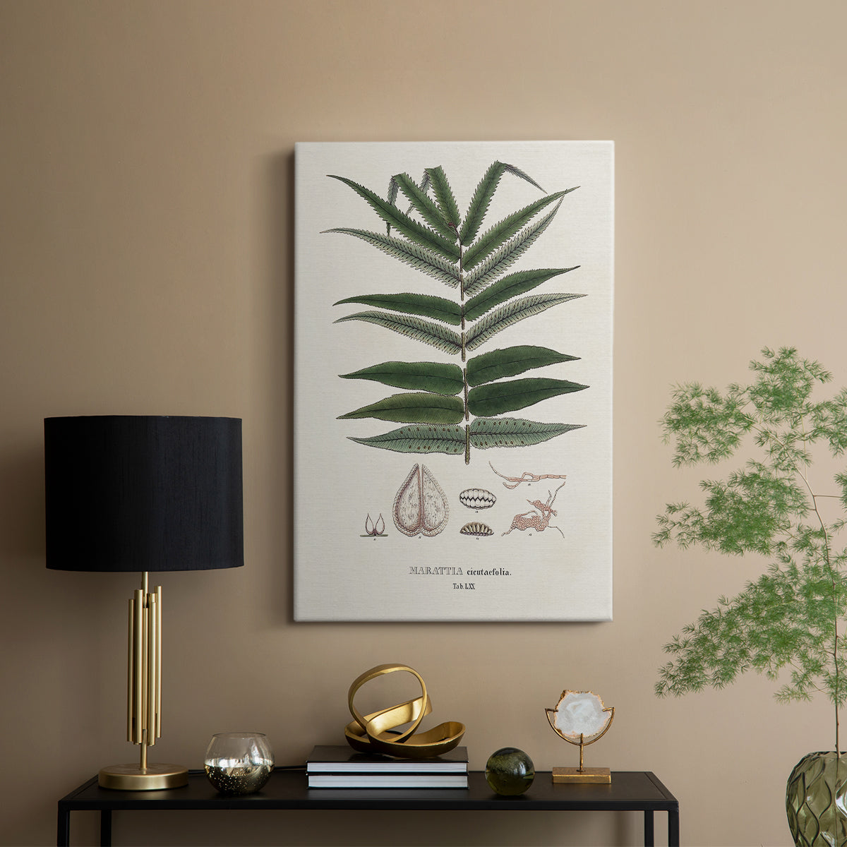 Botanical Society Ferns XII - Canvas Art Print