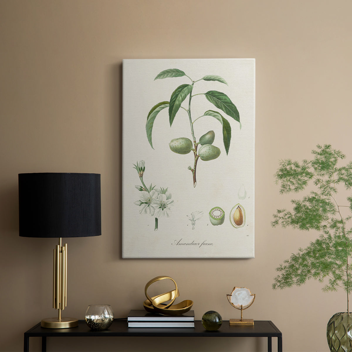 Antique Almond Botanical I - Canvas Art Print
