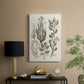 Sepia Botanical Journal VIII - Canvas Art Print