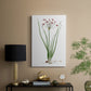 Rose Botanical II - Canvas Art Print