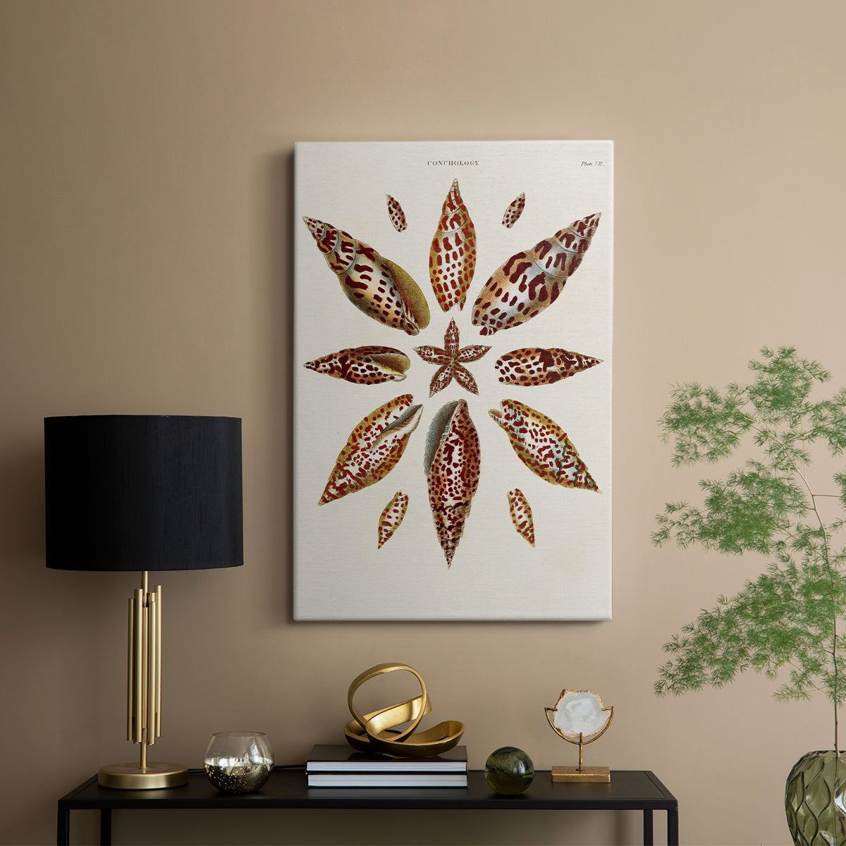 Spiral Shell Formation I - Canvas Art Print