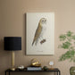 French Owls VI - Canvas Art Print
