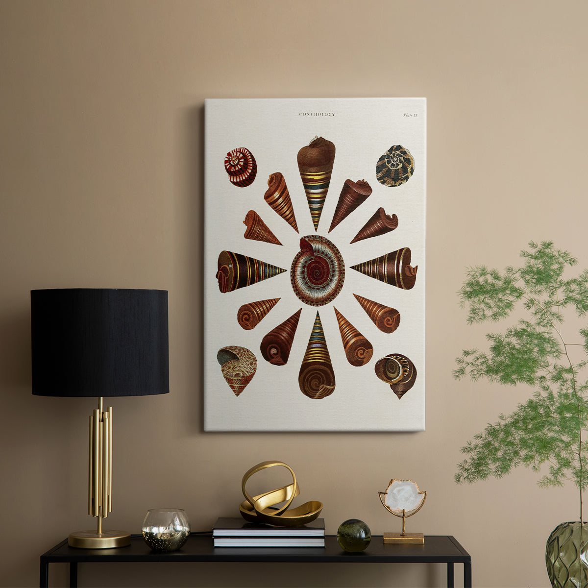 Spiral Shell Formation IV - Canvas Art Print