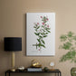 Rose Botanical III - Canvas Art Print