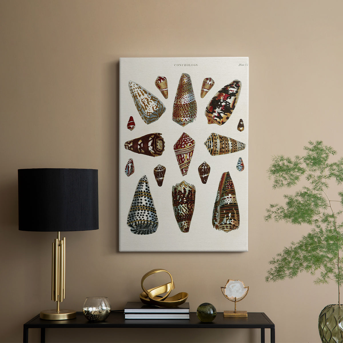 Spiral Shell Formation V - Canvas Art Print