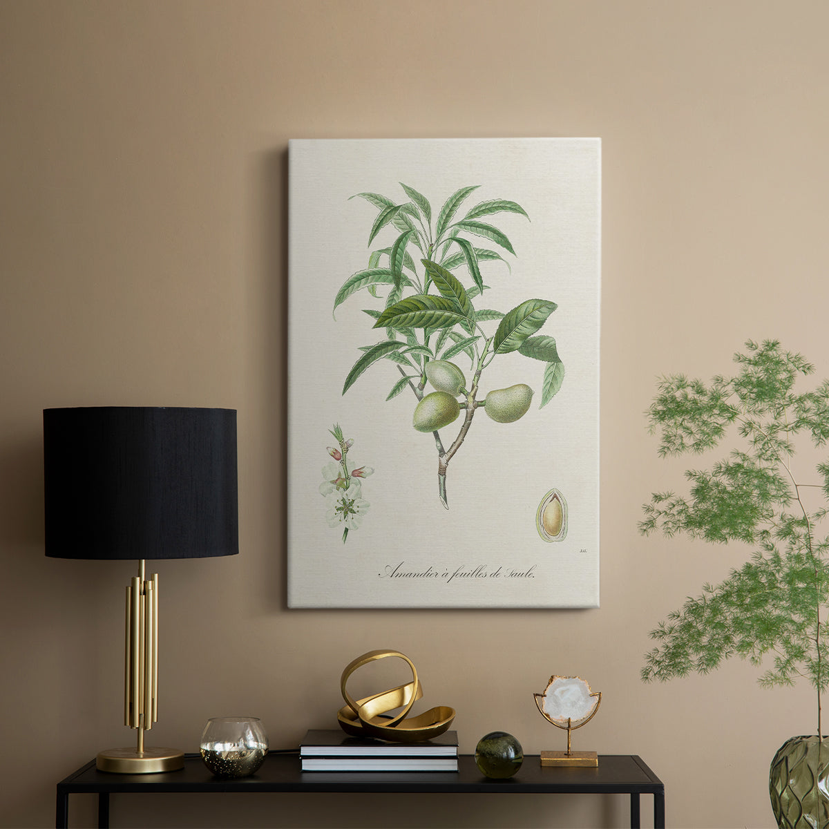 Antique Almond Botanical II - Canvas Art Print