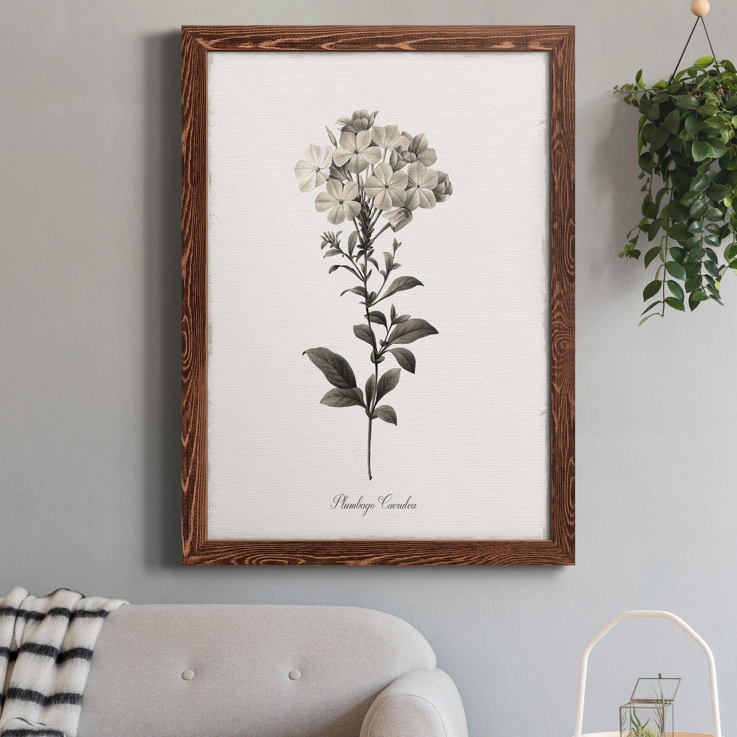 Sketchbook Leadwort - Premium Canvas Framed in Barnwood - Ready to Hang