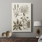 Sepia Botanical Journal VII - Canvas Art Print