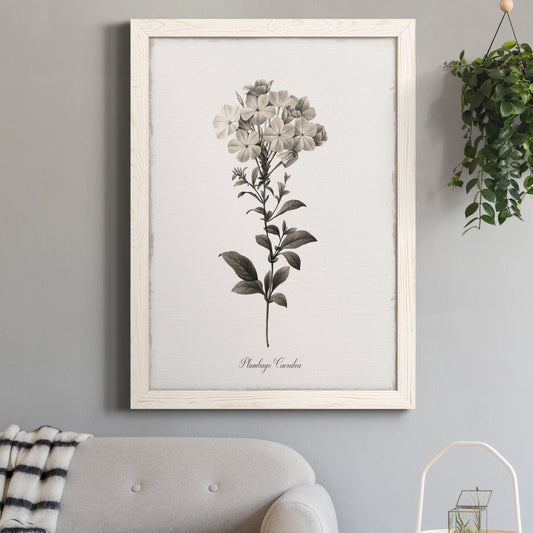 Sketchbook Leadwort - Premium Canvas Framed in Barnwood - Ready to Hang