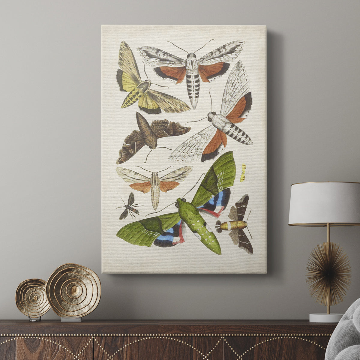 Antique Moths II - Canvas Art Print