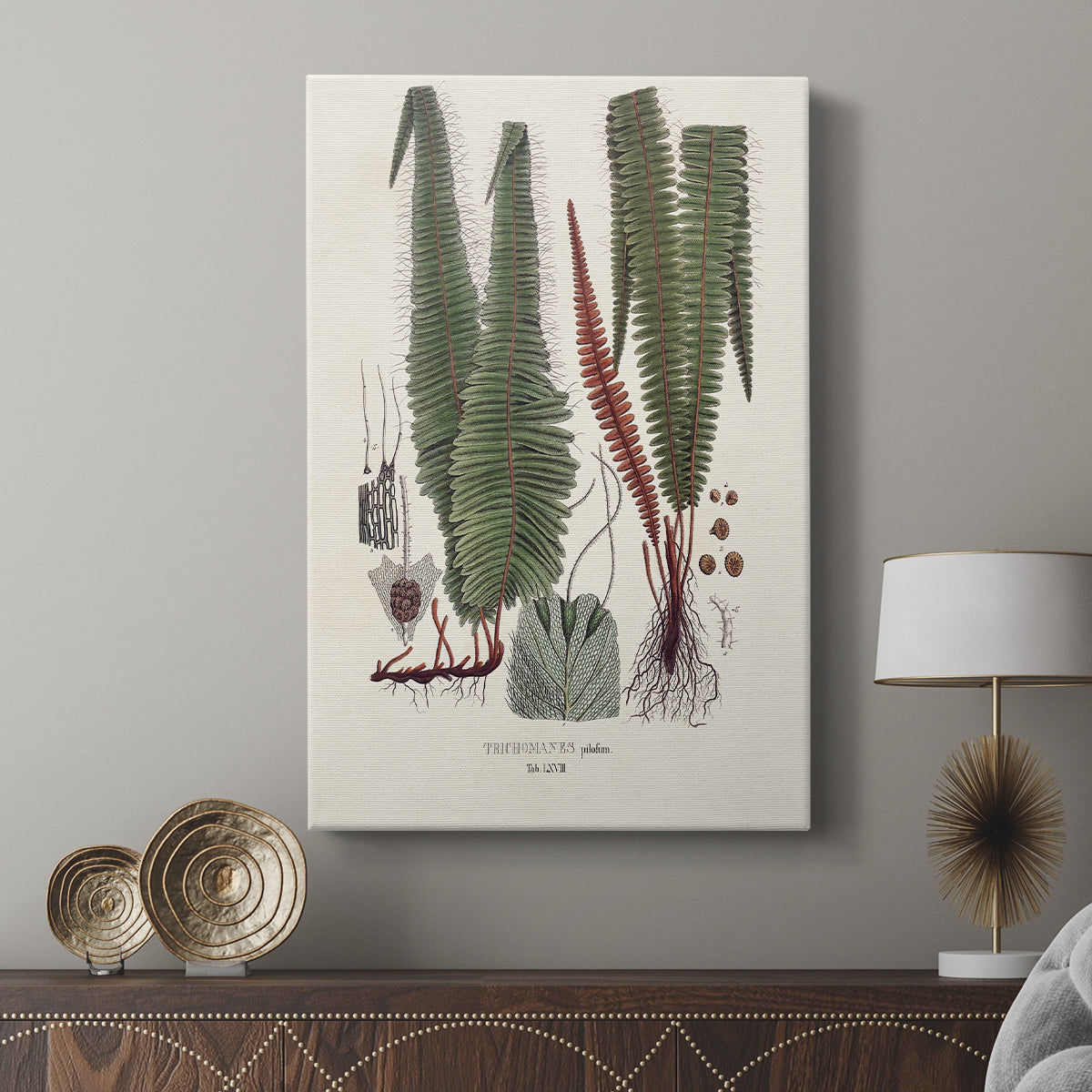 Botanical Society Ferns IV - Canvas Art Print