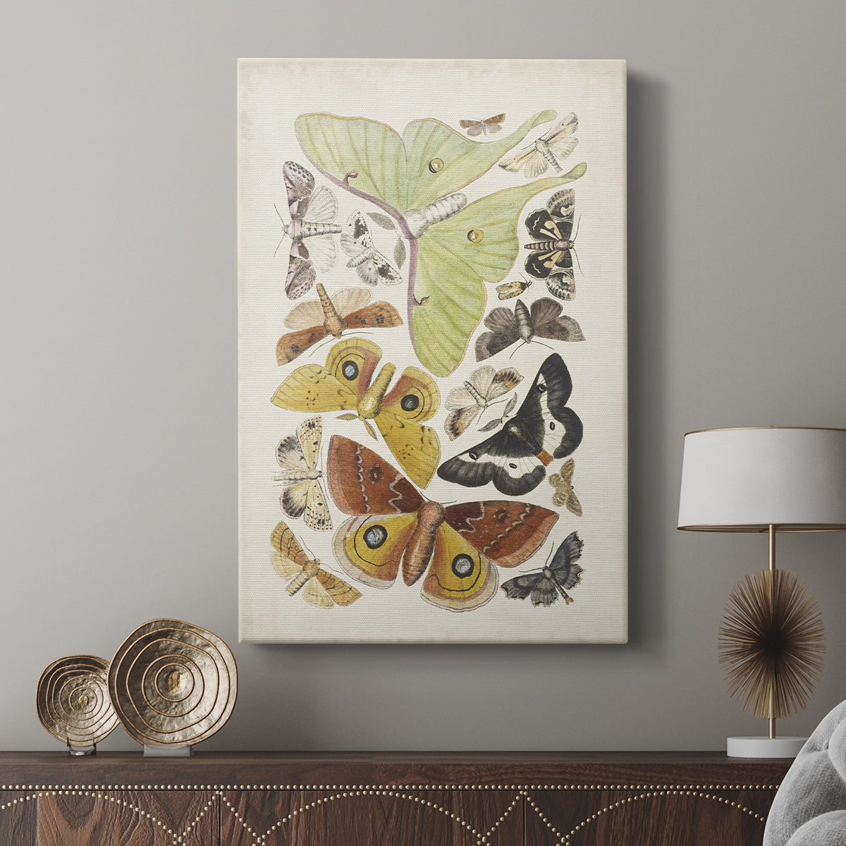 Antique Moths I - Canvas Art Print