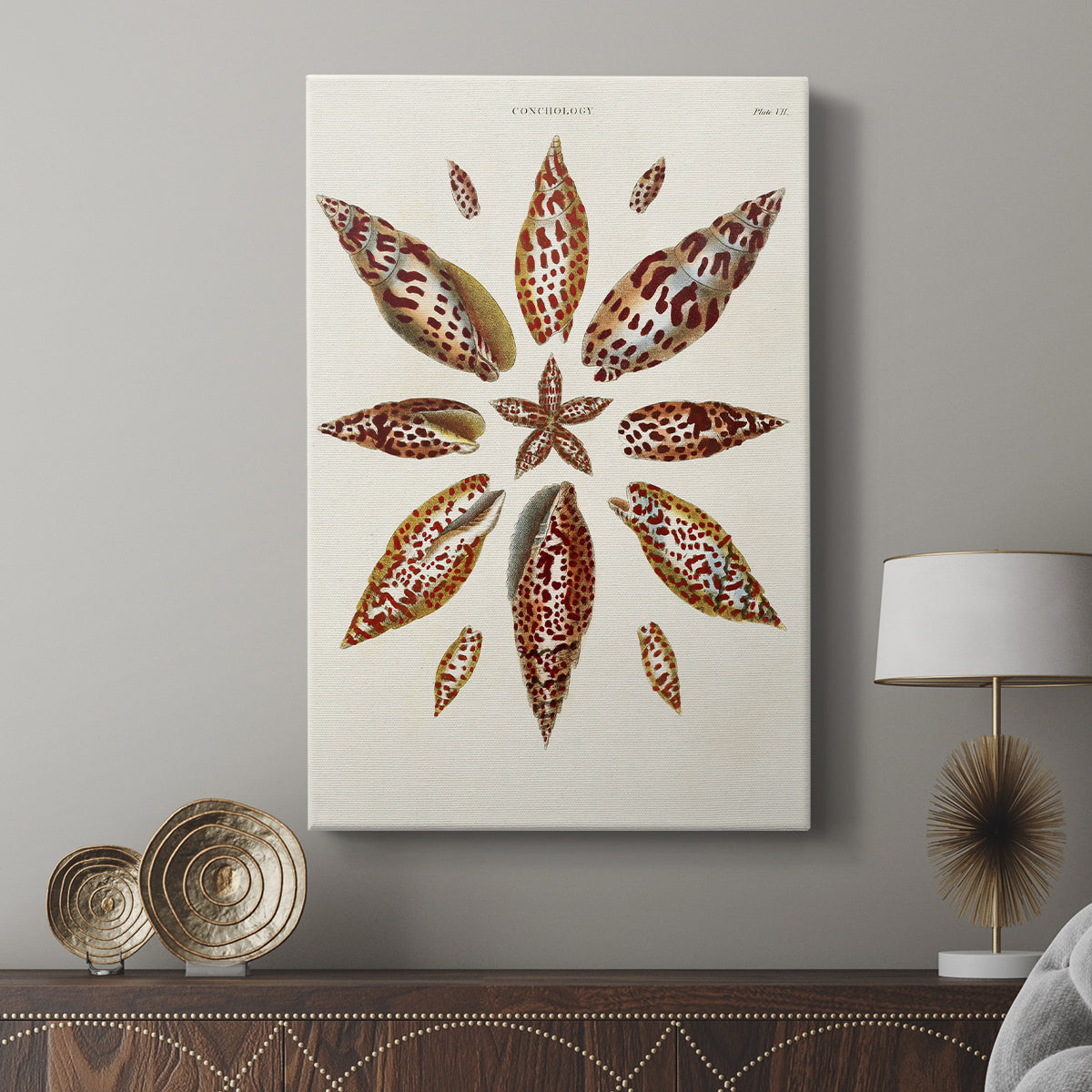 Spiral Shell Formation I - Canvas Art Print