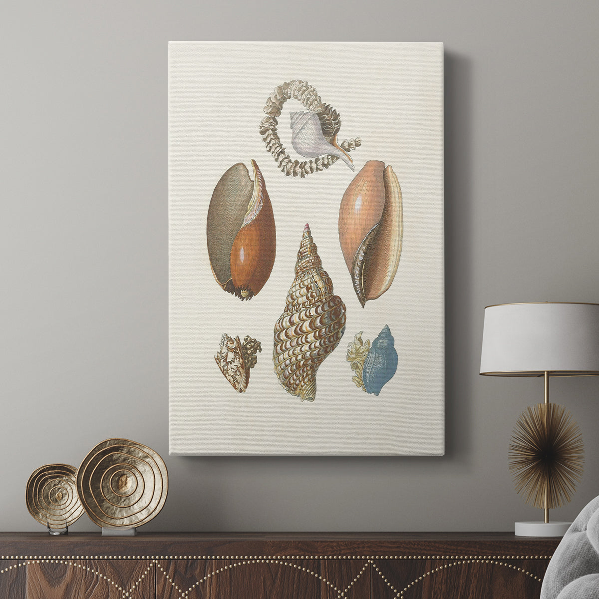 Knorr Shells & Coral I - Canvas Art Print