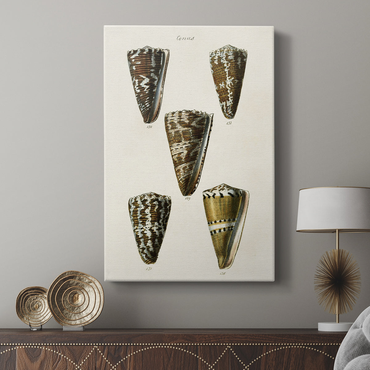 Cone Shell Collection V - Canvas Art Print