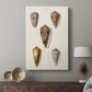 Cone Shell Collection VI - Canvas Art Print