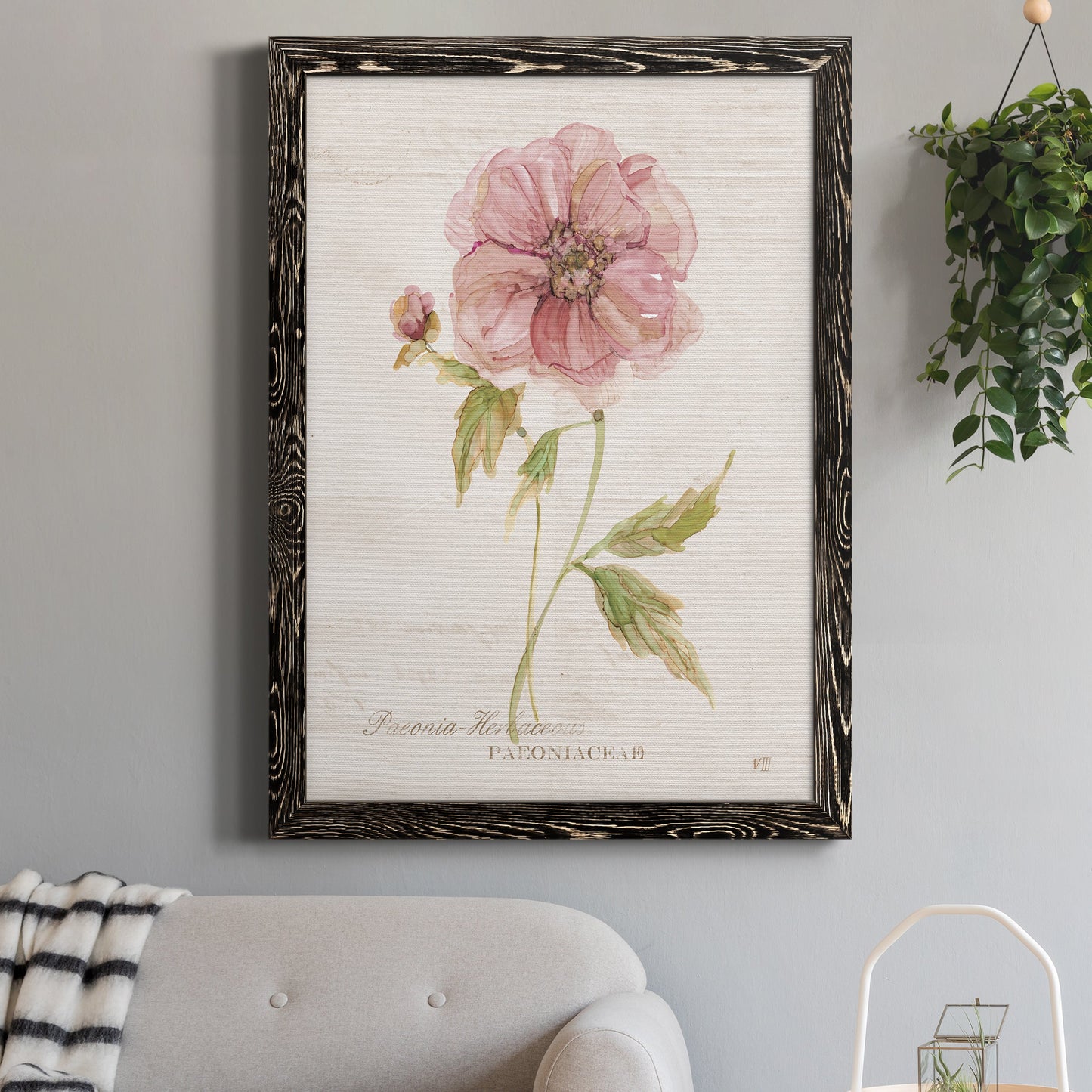 Soft Peony - Premium Canvas Framed in Barnwood - Ready to Hang