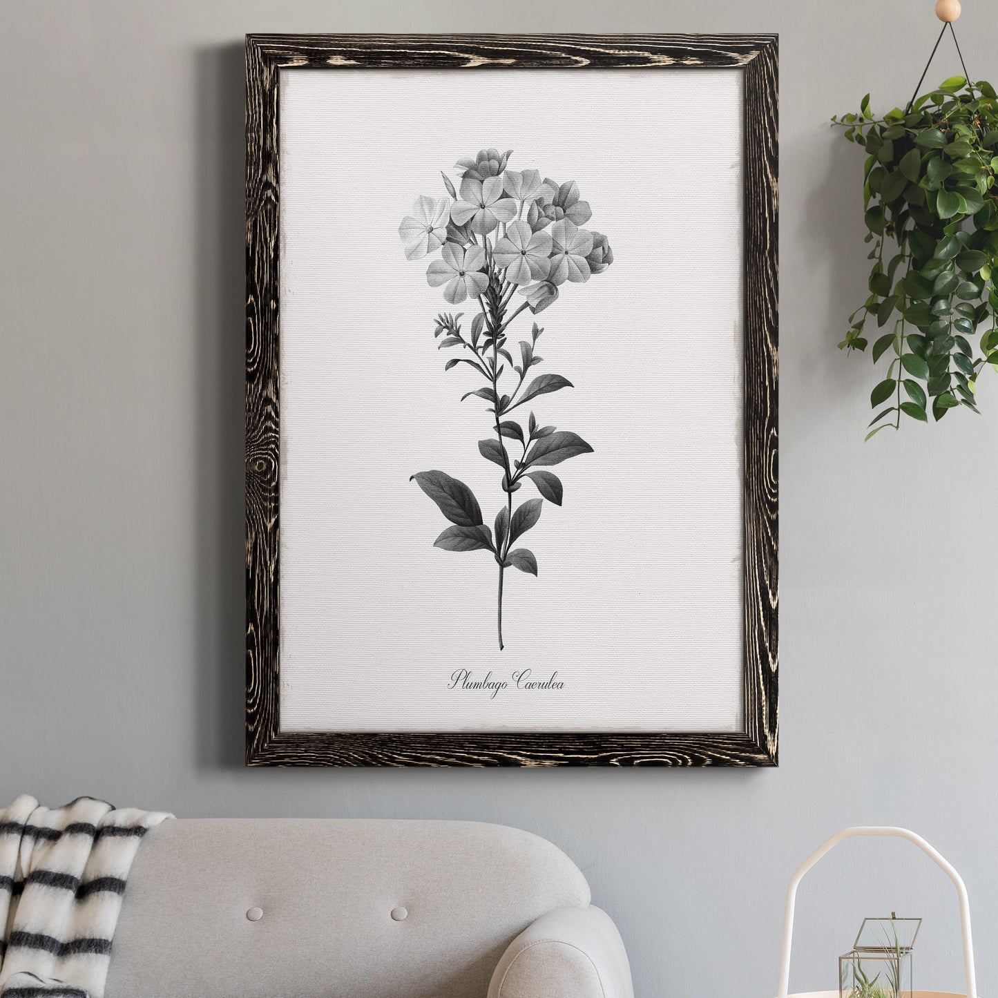 Simply Cape Leadwort - Premium Canvas Framed in Barnwood - Ready to Hang