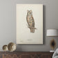 Scops-Eared Owl - Canvas Art Print