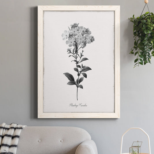 Simply Cape Leadwort - Premium Canvas Framed in Barnwood - Ready to Hang