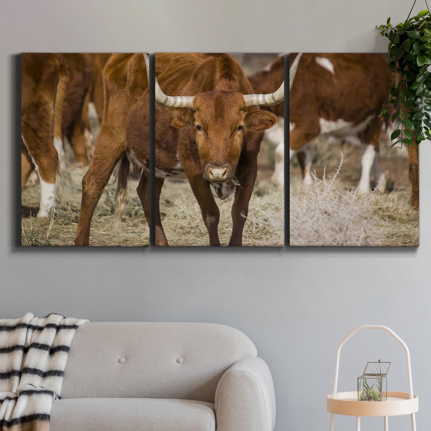 Three-panel canvas wall art featuring longhorn cattle standing together, displayed in a modern living room above a sofa.
