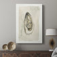 Soft Half Shell I - Canvas Art Print