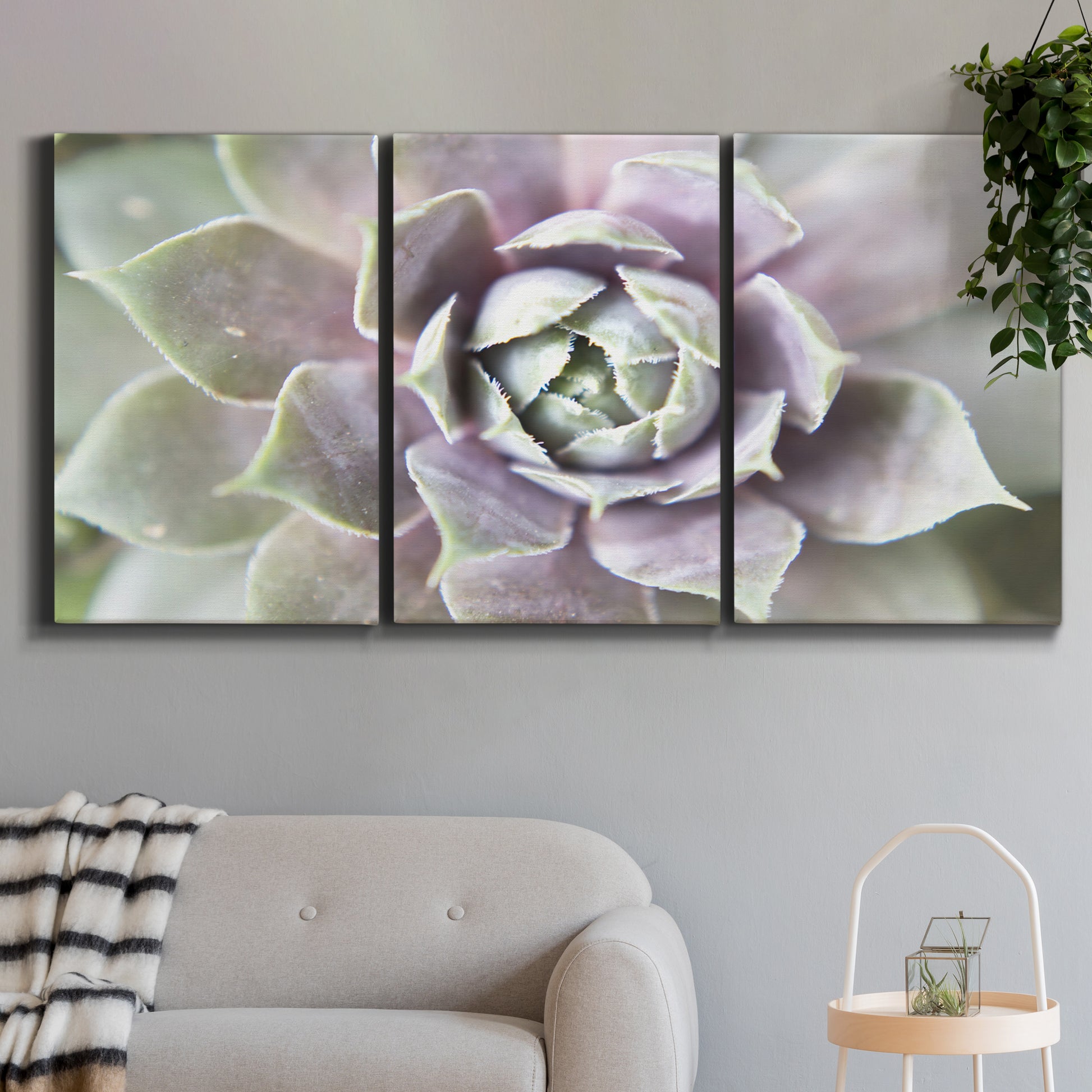Three-panel canvas wall art featuring close up succulent photography, displayed in a modern living room above a sofa.