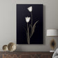 Tulip Pose II - Canvas Art Print