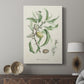 Antique Almond Botanical IV - Canvas Art Print