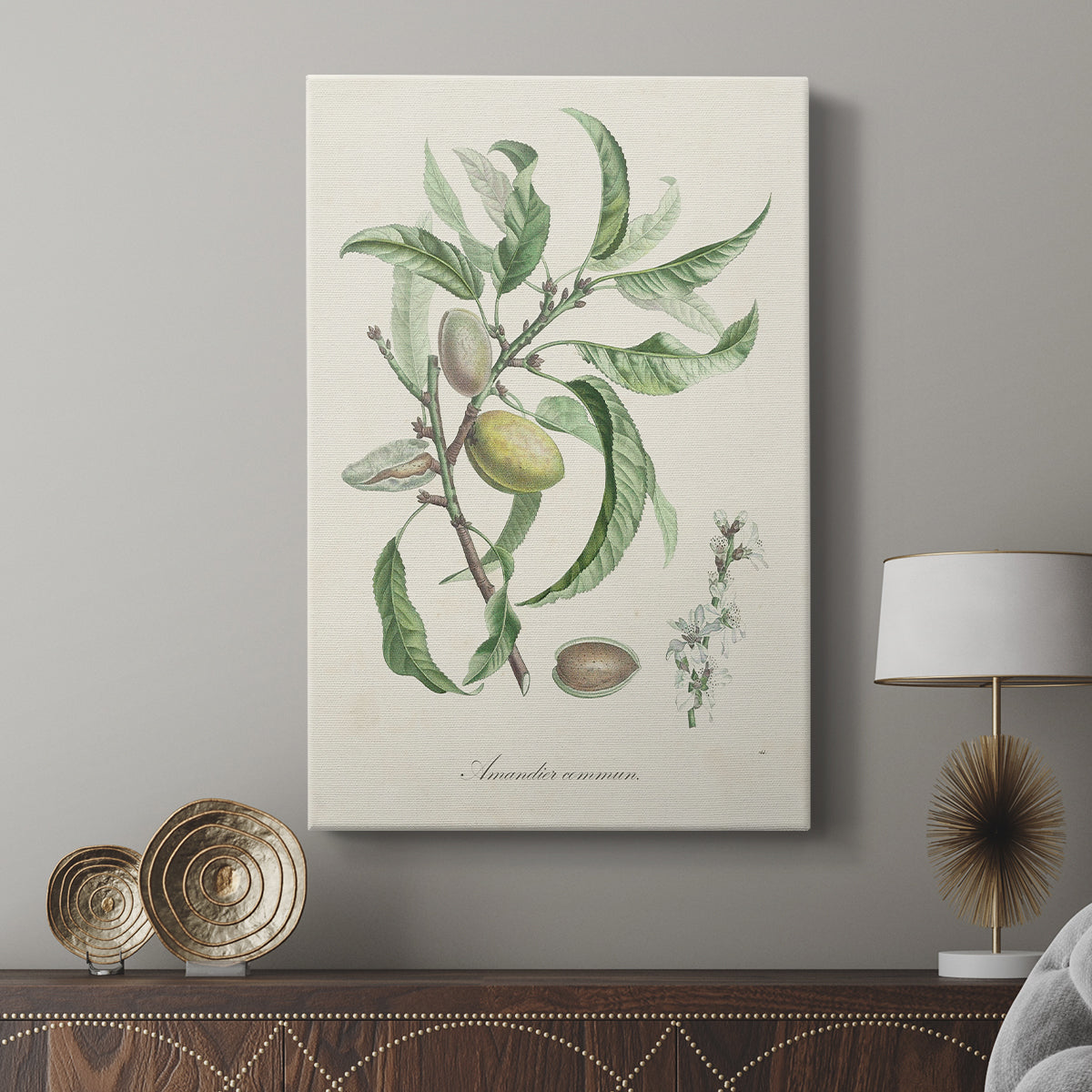Antique Almond Botanical IV - Canvas Art Print