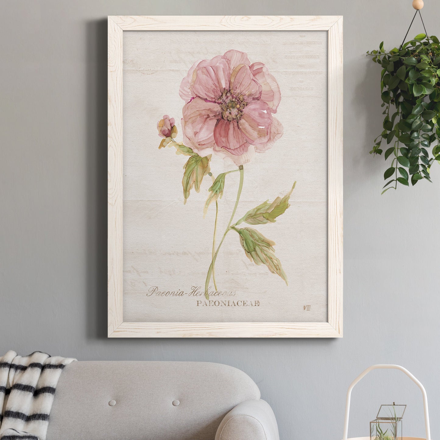 Soft Peony - Premium Canvas Framed in Barnwood - Ready to Hang