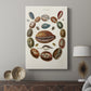 Spiral Shell Formation II - Canvas Art Print