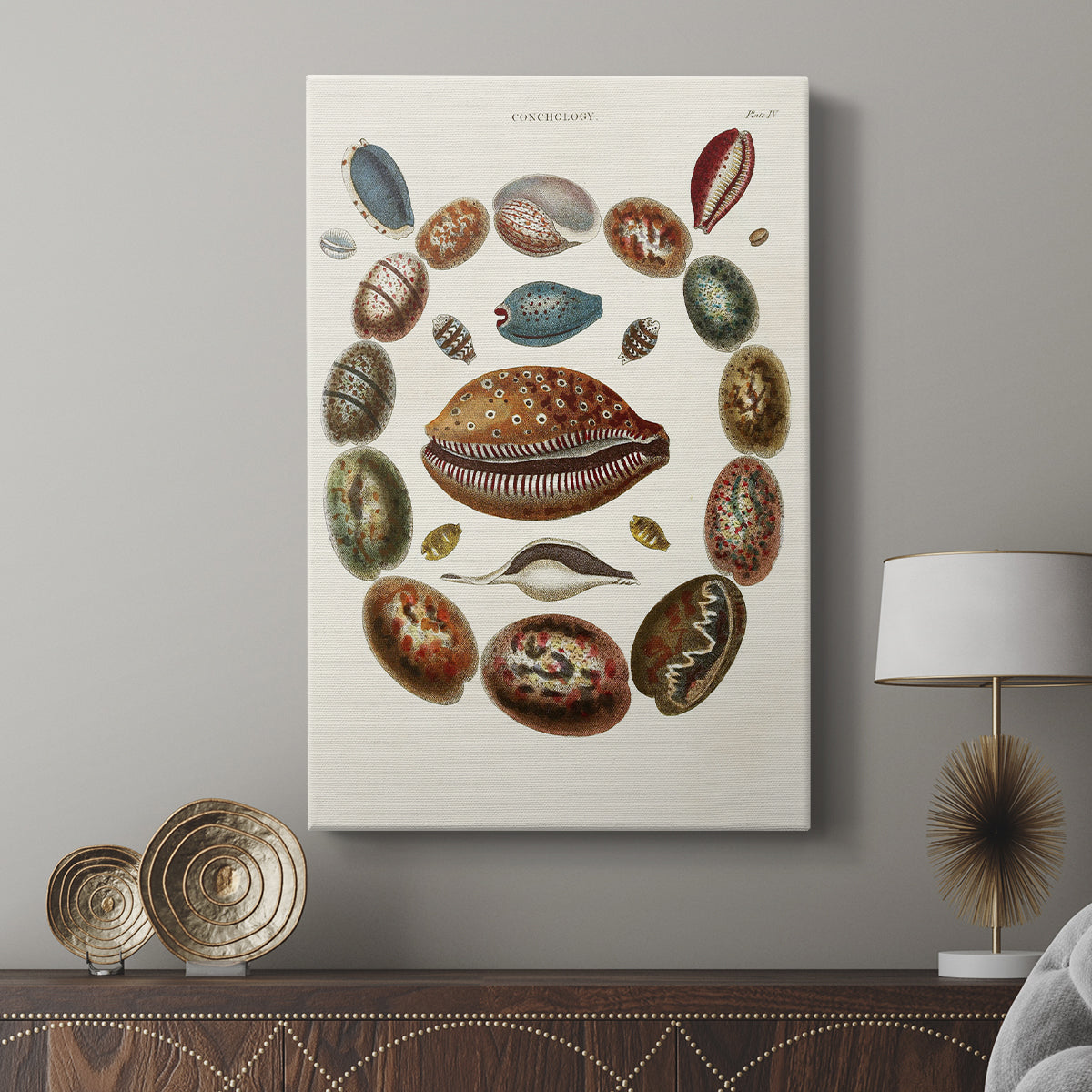 Spiral Shell Formation II - Canvas Art Print