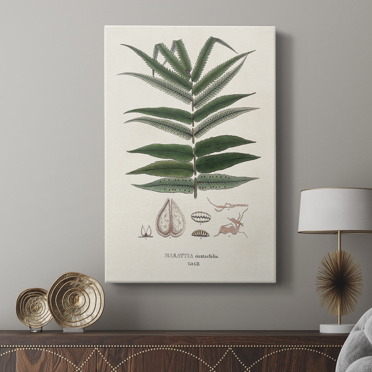Botanical Society Ferns XII - Canvas Art Print