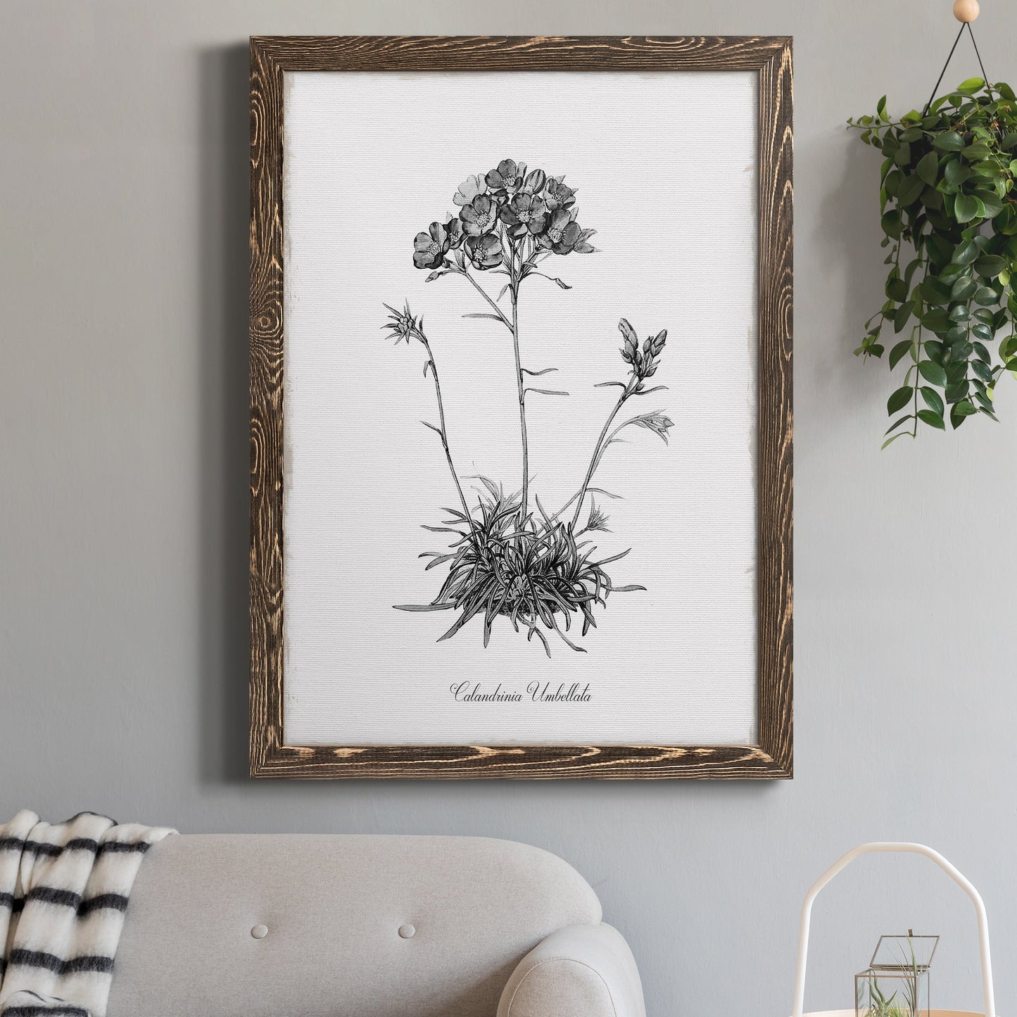 Simply Caladrinia - Premium Canvas Framed in Barnwood - Ready to Hang