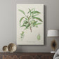 Antique Almond Botanical III - Canvas Art Print
