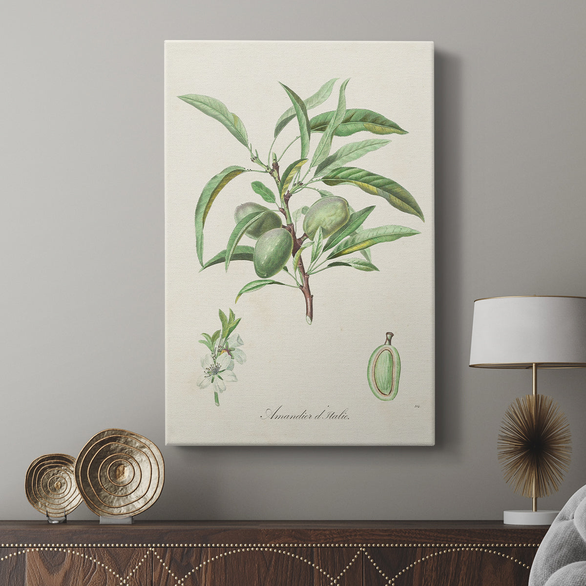 Antique Almond Botanical III - Canvas Art Print